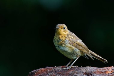       Genç Avrupalı Robin (Erithacus rubecula) Hollanda ormanında bir dalda oturuyor. Koyu arkaplan.                         