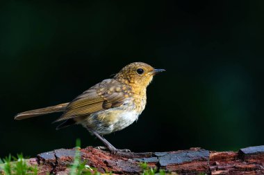       Genç Avrupalı Robin (Erithacus rubecula) Hollanda ormanında bir dalda oturuyor. Koyu arkaplan.                         