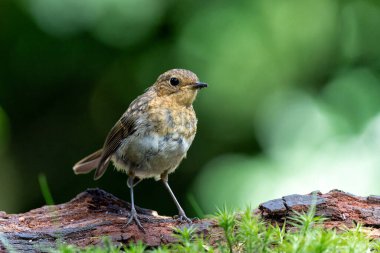       Genç Avrupalı Robin (Erithacus rubecula) Hollanda ormanında bir dalda oturuyor. Koyu arkaplan.                         