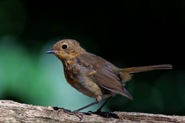       Genç Avrupalı Robin (Erithacus rubecula) Hollanda ormanında bir dalda oturuyor. Koyu arkaplan.                         