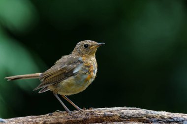       Genç Avrupalı Robin (Erithacus rubecula) Hollanda ormanında bir dalda oturuyor. Koyu arkaplan.                         