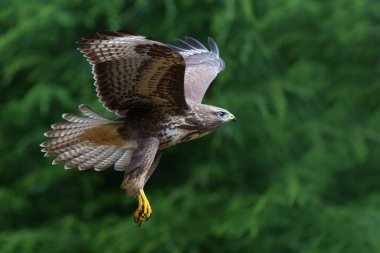 Hollanda 'daki Noord Brabant ormanında Akbaba (Buteo buteo) uçuyor. Yeşil orman arka planı
