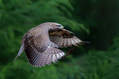 Hollanda 'daki Noord Brabant ormanında Akbaba (Buteo buteo) uçuyor. Yeşil orman arka planı