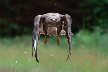 Hollanda 'daki Noord Brabant ormanında Akbaba (Buteo buteo) uçuyor. Yeşil orman arka planı