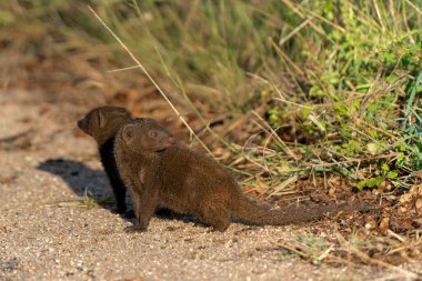 Common dwarf mongoose (Helogale parvula) searching for food in the Kruger National Park in South Africa      