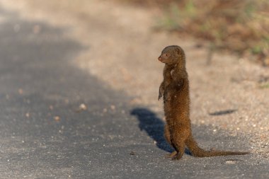 Common dwarf mongoose (Helogale parvula) searching for food in the Kruger National Park in South Africa       clipart