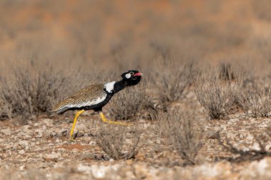 Kuzey siyah korhaan (Afrotis afraoides), Güney Afrika 'daki Kgalagadi Transfrontier Parkı' ndaki Kalahari Çölü 'nde yiyecek arayışı içinde bulunan beyaz tüylü bustard olarak da bilinir.