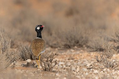 Kuzey siyah korhaan (Afrotis afraoides), Güney Afrika 'daki Kgalagadi Transfrontier Parkı' ndaki Kalahari Çölü 'nde yiyecek arayışı içinde bulunan beyaz tüylü bustard olarak da bilinir.