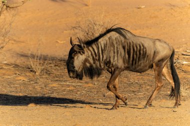 Güney Afrika 'daki Kgalagadi Transfrontier Parkı' ndaki Kalahari Çölü 'nün kumullarıyla birlikte Afrika' daki antiloplar.