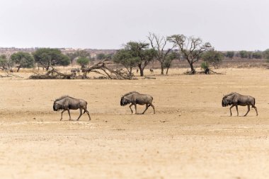 Güney Afrika 'daki Kgalagadi Transfrontier Parkı' ndaki Kalahari Çölü 'nün kumullarıyla birlikte Afrika' daki antiloplar.