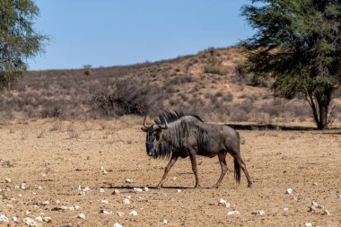 Güney Afrika 'daki Kgalagadi Transfrontier Parkı' ndaki Kalahari Çölü 'nün kumullarıyla birlikte Afrika' daki antiloplar.