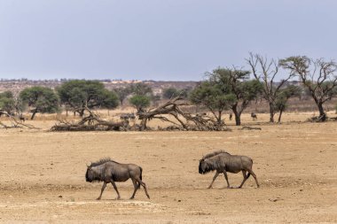 Güney Afrika 'daki Kgalagadi Transfrontier Parkı' ndaki Kalahari Çölü 'nün kumullarıyla birlikte Afrika' daki antiloplar.