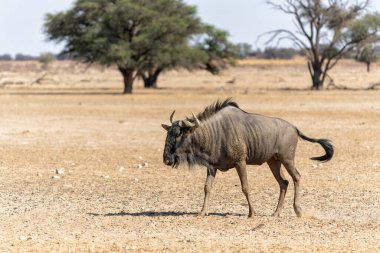 Güney Afrika 'daki Kgalagadi Transfrontier Parkı' ndaki Kalahari Çölü 'nün kumullarıyla birlikte Afrika' daki antiloplar.