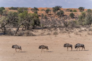 Güney Afrika 'daki Kgalagadi Transfrontier Parkı' ndaki Kalahari Çölü 'nün kumullarıyla birlikte Afrika' daki antiloplar.