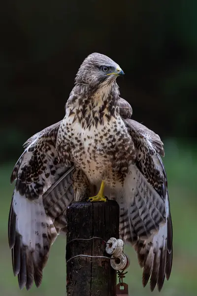 stock image Common Buzzard (Buteo buteo) searching for food in the forest of Noord Brabant in the Netherlands.  