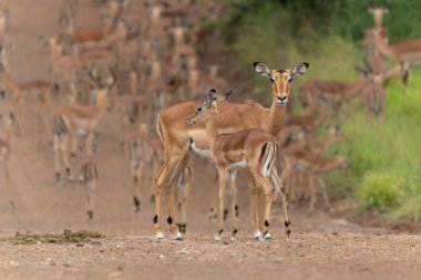 Güney Afrika 'daki Kruger Ulusal Parkı' ndan geçen bir Impala sürüsü.