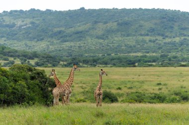 Zuka 'da yeşil sezonda zürafa Kwa Zulu Natal' da Zuka Özel Av Rezervi 'nde Güney Afrika' da Mkuze yakınlarında.     