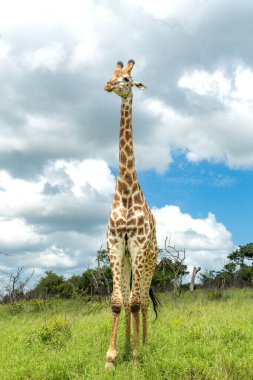 Zuka 'da yeşil sezonda zürafa Kwa Zulu Natal' da Zuka Özel Av Rezervi 'nde Güney Afrika' da Mkuze yakınlarında.     