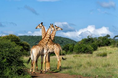 Zuka 'da yeşil sezonda zürafa Kwa Zulu Natal' da Zuka Özel Av Rezervi 'nde Güney Afrika' da Mkuze yakınlarında.     