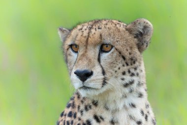 Çita (Acinonyx jubatus) Güney Afrika 'daki Mkuze Nehri yakınlarındaki Mkuze Falls oyun parkında portre