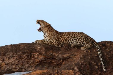 Leopar (Panthera Pardus), Botswana 'daki Tuli Bloğundaki Mashatu oyun parkında öğleden sonra bir Mashatu ağacında dinleniyor.