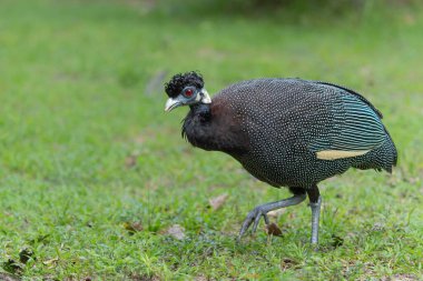 Crested guineafowl (Guttera pucherani) searching for food in Tembe Elephant Park in Kwa Zulu Natal in South Africa clipart