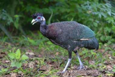 Güney Afrika 'daki Kwa Zulu Natal' daki Tembe Fil Parkı 'nda yiyecek arayan tepeli guinafowl (Guttera pucherani)