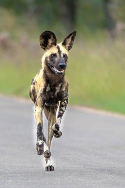 Afrika Vahşi Köpeği Güney Afrika 'daki Kruger Ulusal Parkı' nda oynuyor, koşuyor ve yiyecek arıyor.