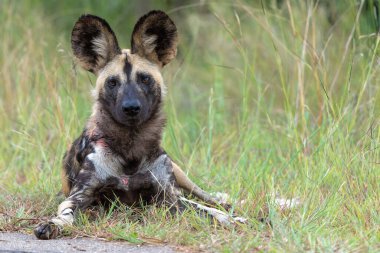 Afrika Vahşi Köpeği Güney Afrika 'daki Kruger Ulusal Parkı' nda oynuyor, koşuyor ve yiyecek arıyor.