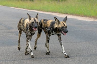 Afrika Vahşi Köpeği Güney Afrika 'daki Kruger Ulusal Parkı' nda oynuyor, koşuyor ve yiyecek arıyor.