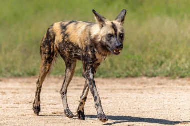 Afrika Vahşi Köpeği Güney Afrika 'daki Kruger Ulusal Parkı' nda oynuyor, koşuyor ve yiyecek arıyor.