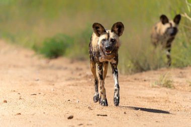 Afrika Vahşi Köpeği Güney Afrika 'daki Kruger Ulusal Parkı' nda oynuyor, koşuyor ve yiyecek arıyor.