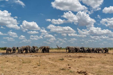 Namibya 'daki Etosha Ulusal Parkı' nda bir su birikintisi oluşturan fil sürüsü.