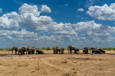 Namibya 'daki Etosha Ulusal Parkı' nda bir su birikintisi oluşturan fil sürüsü.