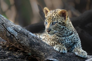 Sevimli leopar yavrusu. Bu leopar (Panthera pardus) yavrusu, annesi Botswana 'daki Tuli Bloğundaki Mashatu Oyun Rezervi' ne geldiğinde yuvadan çıkıyor.