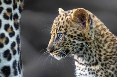 Cute Leopard cub. This leopard (Panthera pardus) cub is coming out of the den when his mother arrives -  in Mashatu Game Reserve in the Tuli Block in Botswana clipart