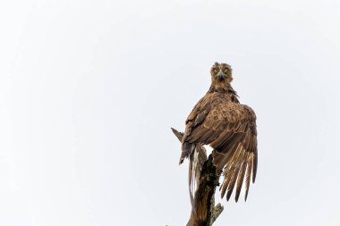 Kahverengi Yılan Kartalı (Circaetus cinereus) yağmurda. Bu tamamen ıslak kahverengi yılan kartalı Güney Afrika 'daki Kruger Ulusal Parkı' nda uçmadan önce kanatlarını kurutuyor.