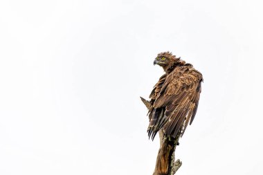 Brown Snake Eagle (Circaetus cinereus) in the rain. This completely wet Brown Snake Eagle is drying his wings before flying away in the Kruger National Park in South Africa clipart