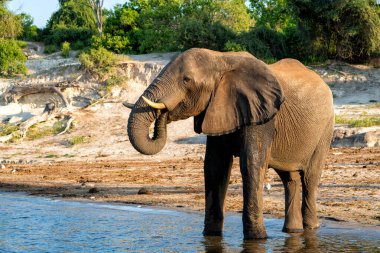 Tekneden inen bir boğa fili ile yakın temas. Afrika fili, yeşil mevsimde Botswana ve Namibya arasındaki Chobe Nehri 'nde yiyecek ve su arıyor..