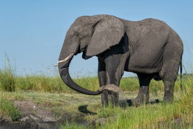 Tekneden inen bir boğa fili ile yakın temas. Afrika fili, yeşil mevsimde Botswana ve Namibya arasındaki Chobe Nehri 'nde yiyecek ve su arıyor..
