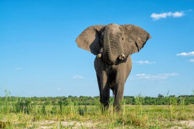 Tekneden inen bir boğa fili ile yakın temas. Afrika fili, yeşil mevsimde Botswana ve Namibya arasındaki Chobe Nehri 'nde yiyecek ve su arıyor..