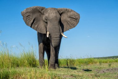 Tekneden inen bir boğa fili ile yakın temas. Afrika fili, yeşil mevsimde Botswana ve Namibya arasındaki Chobe Nehri 'nde yiyecek ve su arıyor..