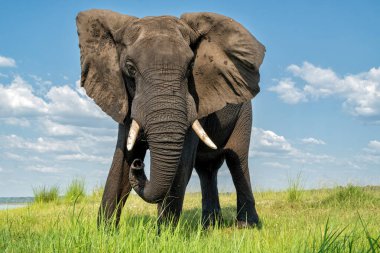 Tekneden inen bir boğa fili ile yakın temas. Afrika fili, yeşil mevsimde Botswana ve Namibya arasındaki Chobe Nehri 'nde yiyecek ve su arıyor..