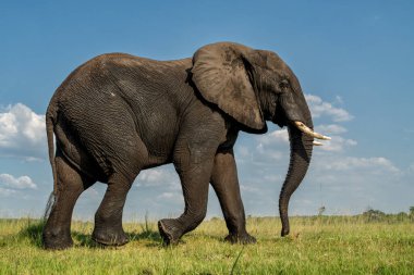 Tekneden inen bir boğa fili ile yakın temas. Afrika fili, yeşil mevsimde Botswana ve Namibya arasındaki Chobe Nehri 'nde yiyecek ve su arıyor..