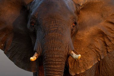 Tekneden inen bir boğa fili ile yakın temas. Afrika fili, yeşil mevsimde Botswana ve Namibya arasındaki Chobe Nehri 'nde yiyecek ve su arıyor..