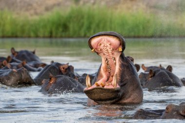 Botswana ve Namibya sınırındaki Chobe Nehri 'nde su aygırları. Saldırgan bir su aygırı baskın davranışlar sergiler..  