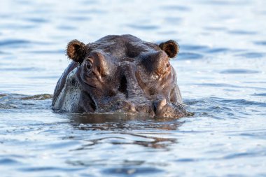 Botswana ve Namibya sınırındaki Chobe Nehri 'nde su aygırları. Saldırgan bir su aygırı baskın davranışlar sergiler..  