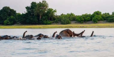 Gün batımında fil sürüsü. Chobe Nehri 'ndeki adalarda bir gün yemek yedikten sonra filler Botswana' daki Chobe Ulusal Parkı 'nın ormanlarında bir gece daha geçirmek için suyu geçtiler..
