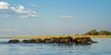 Gün batımında fil sürüsü. Chobe Nehri 'ndeki adalarda bir gün yemek yedikten sonra filler Botswana' daki Chobe Ulusal Parkı 'nın ormanlarında bir gece daha geçirmek için suyu geçtiler..