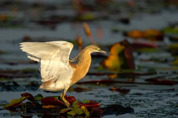 stock image Squacco Heron (Ardeola ralloides) flying around for fishing in a water lily field in the early morning with warm light in the Chobe river between Botswana and Namibia